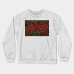 bright red glowing poppy in a field of wild uncultivated flowers Crewneck Sweatshirt